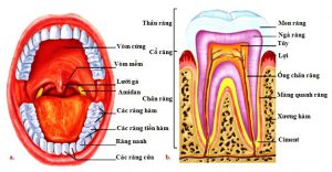 dich vu y te khanh hoa home 21