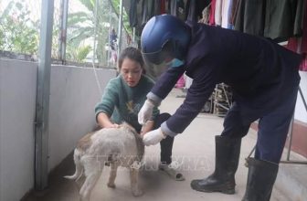 Hướng dẫn cách xử trí vết thương khi bị chó, mèo cắn để tránh bệnh dại
